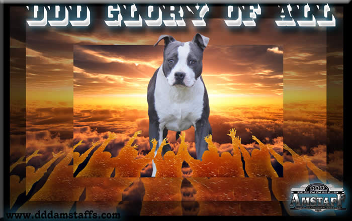 DDDawgs Glory Of All